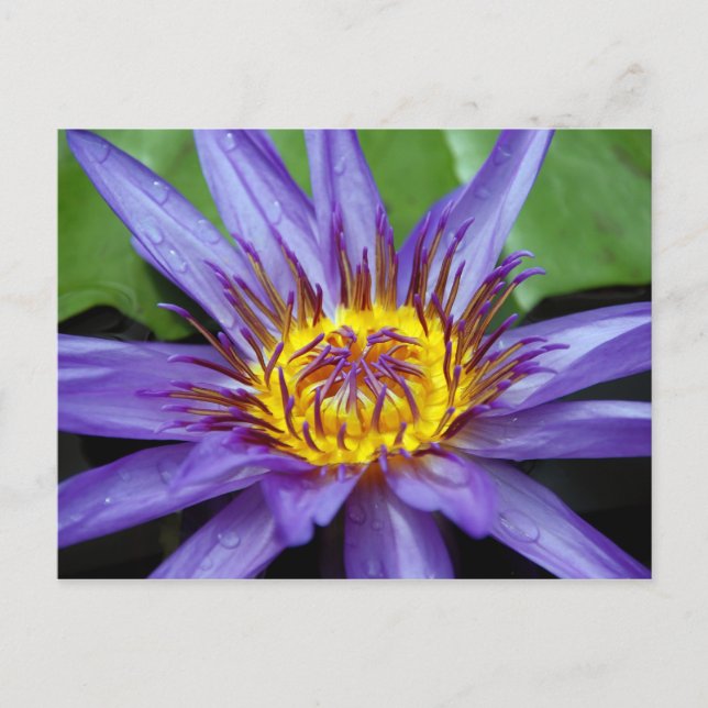 Vatten lilly-kort vykort (Framsida)