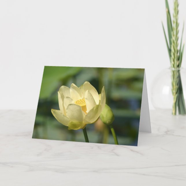 Vatten Lilly Lotus Kort (Framsida)