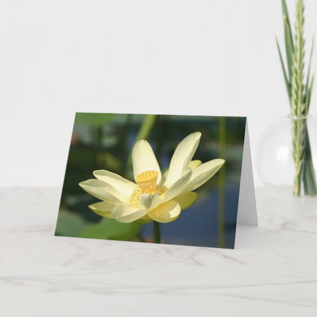Vatten Lilly Lotus Kort (Framsida)