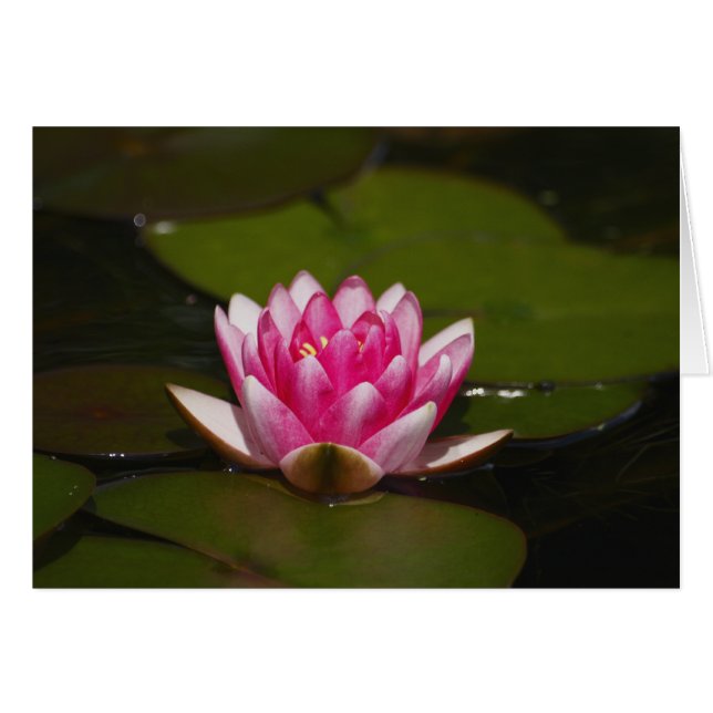 Vatten lilly och dynor hälsningskort (Framsidan Horizontal)