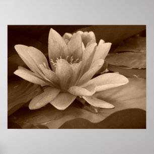 Vatten Lilly Poster