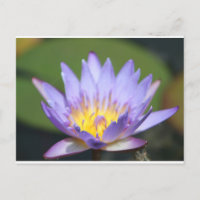 Vatten Lilly