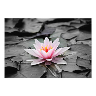 Vatten Lily Aquatic Plant Photo Poster