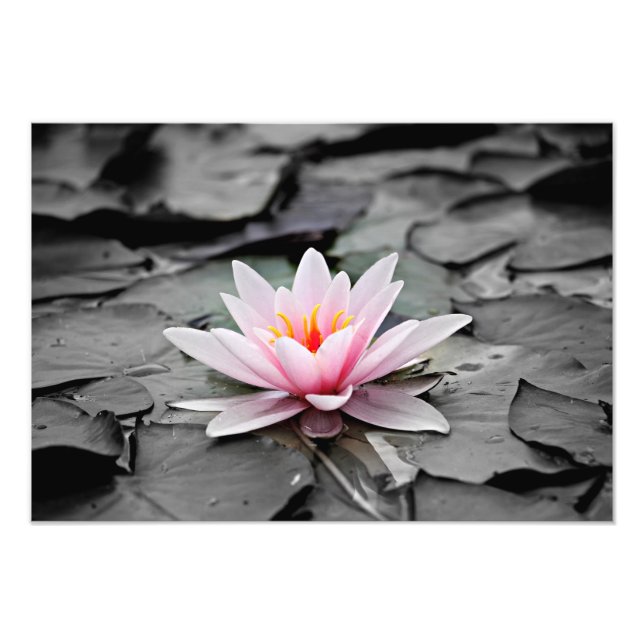 Vatten Lily Aquatic Plant Photo Poster (Framsidan)