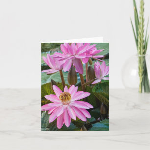 Vatten Lily Beauty Kort