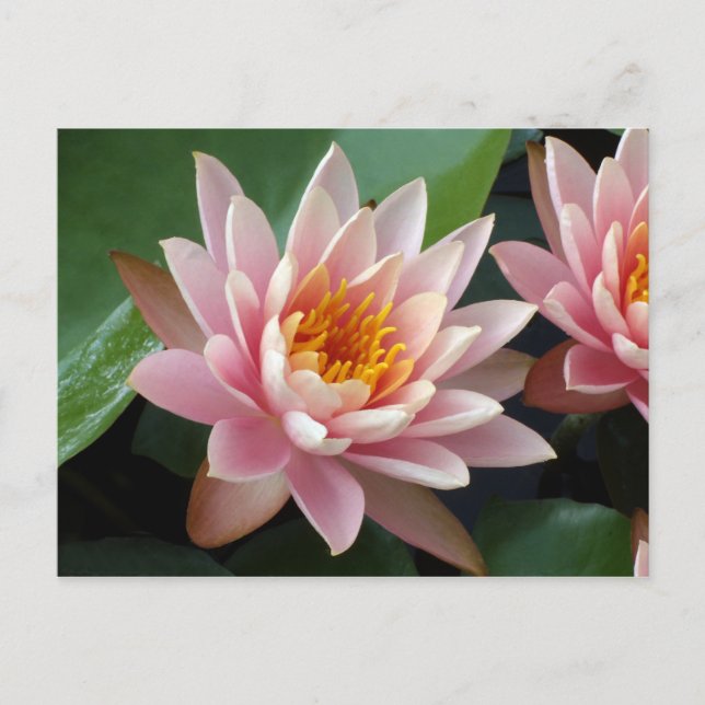 Vatten Lily Beauty Notification Postcard Meddelande Vykort (Framsida)