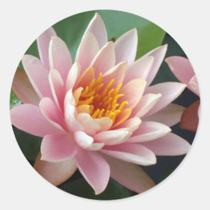 Vatten Lily Beauty Runt Klistermärke