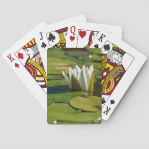 Vatten Lily Blommar Casinokort