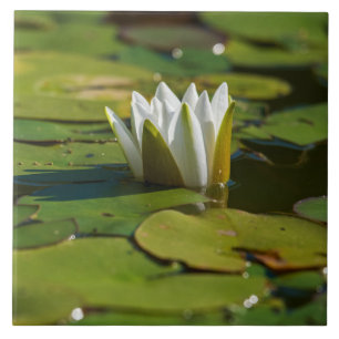 Vatten Lily Blommar Kakelplatta