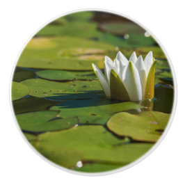 Vatten Lily Blommar Knopp