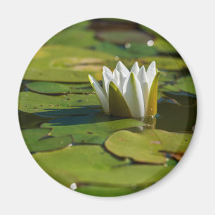 Vatten Lily Blommar Magnet