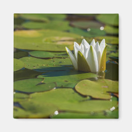 Vatten Lily Blommar Magnet