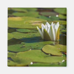 Vatten Lily Blommar Magnet