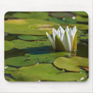 Vatten Lily Blommar Musmatta
