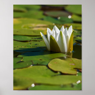 Vatten Lily Blommar Poster