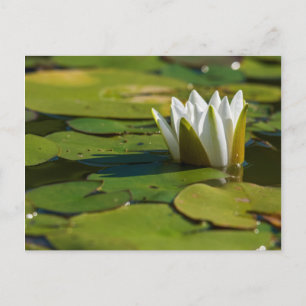 Vatten Lily Blommar Vykort
