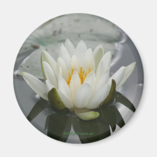 Vatten Lily Blomsterfotografi Magnet