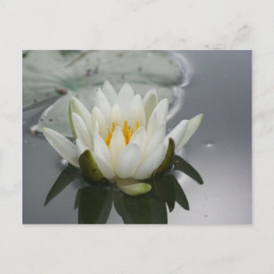 Vatten Lily Blomsterfotografi vykort