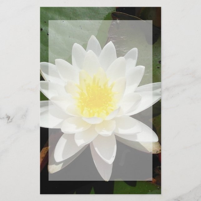 Vatten Lily Brevpapper (Framsida)