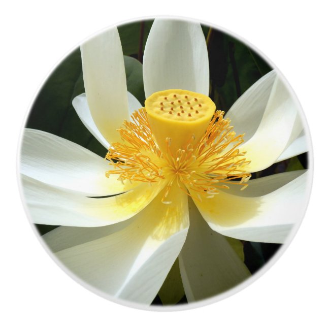 Vatten Lily Ceramic Knob Knopp (Framsidan)
