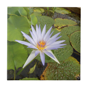 Vatten Lily Ceramic Tile Kakelplatta
