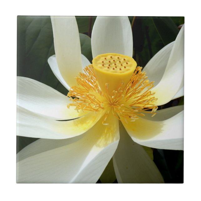 Vatten Lily Ceramic Tile Kakelplatta (Framsidan)