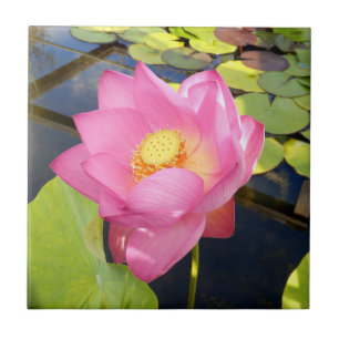 Vatten Lily Ceramic Tile Kakelplatta