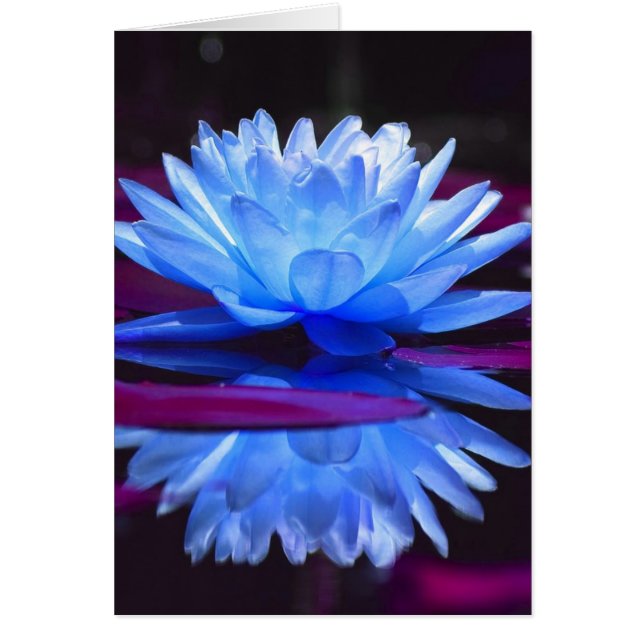 Vatten Lily Dream Hälsningskort (Framsidan)