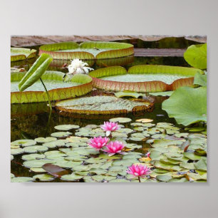 Vatten Lily Dynors Ponds Poster