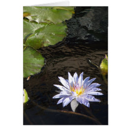 Vatten Lily Flower Blue Lavender Gult Center Hälsningskort