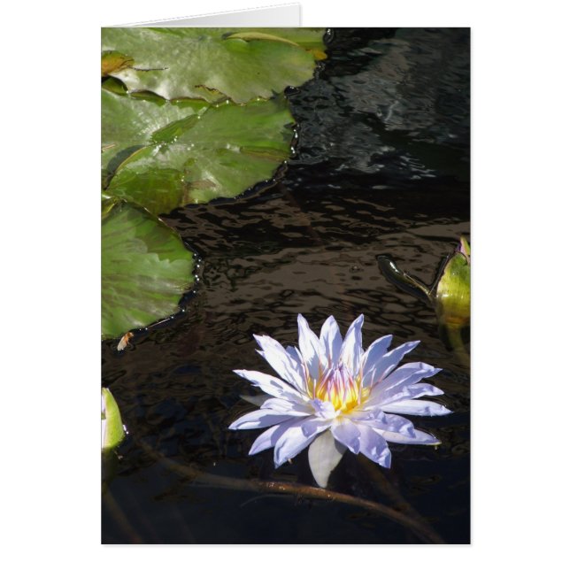 Vatten Lily Flower Blue Lavender Gult Center Hälsningskort (Framsidan)