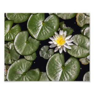 Vatten Lily Fototryck