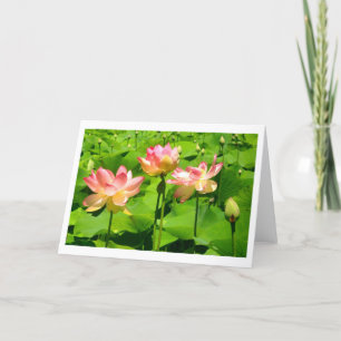 Vatten Lily Greeting Card Kort