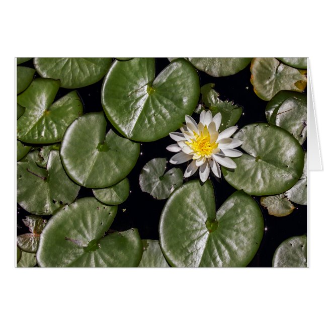Vatten Lily Hälsningskort (Framsidan Horizontal)