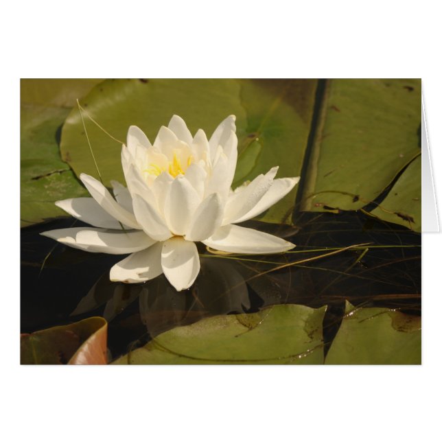 Vatten Lily Hälsningskort (Framsidan Horizontal)