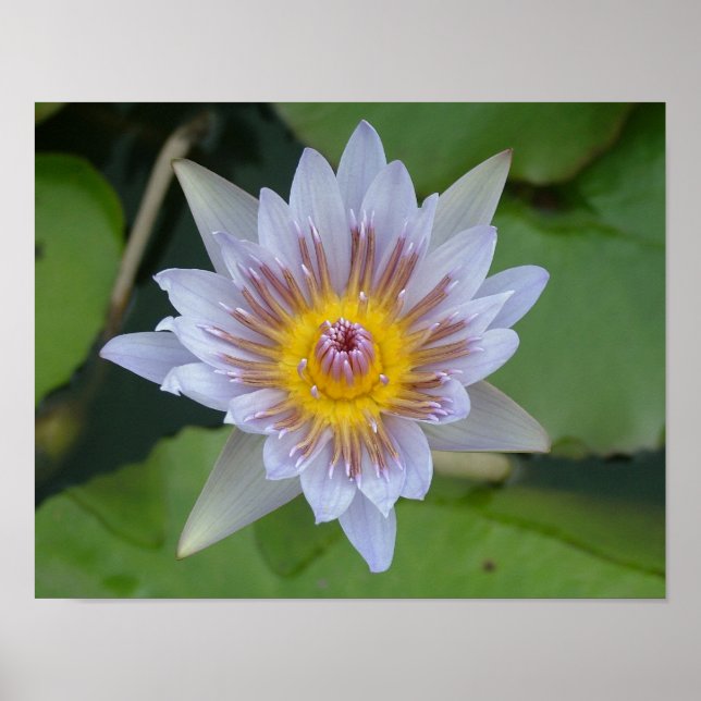 Vatten Lily i Bloom Poster (Framsidan)