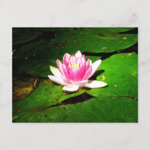 Vatten lily i botaniska trädgårdar vykort