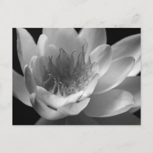 Vatten Lily in Black & White in Keizer, Oregon Vykort
