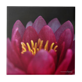 Vatten Lily Kakelplatta