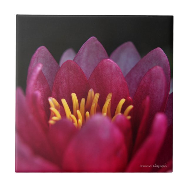 Vatten Lily Kakelplatta (Framsidan)