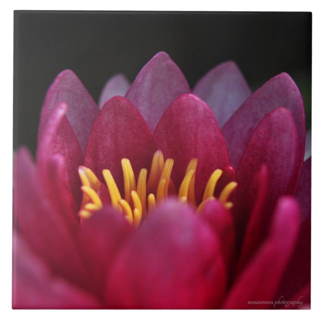 Vatten Lily Kakelplatta (Framsidan)