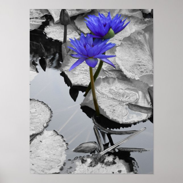 Vatten Lily Kärlek Poster (Framsidan)