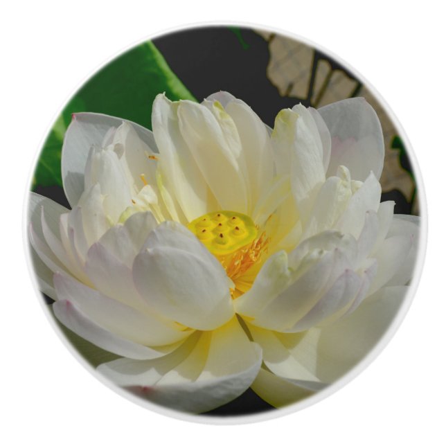 Vatten Lily Knob Knopp (Framsidan)