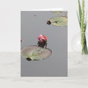 Vatten Lily Kort