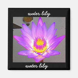 Vatten Lily Lila - Gräns Magnet