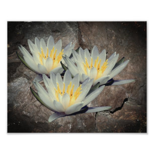 Vatten Lily Lotus blommar på stenen 8 x 10 Fototryck