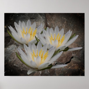 Vatten Lily Lotus blommar på stenen Poster