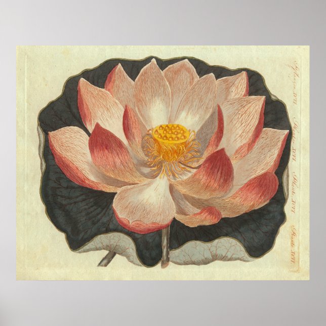 Vatten Lily, Lotus Blommar Poster (Framsidan)