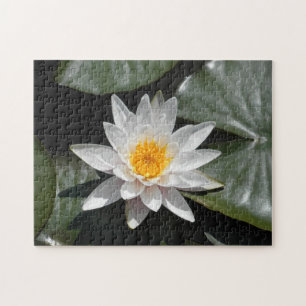 Vatten Lily Lotus Flower Benice Bild Photo Pussel