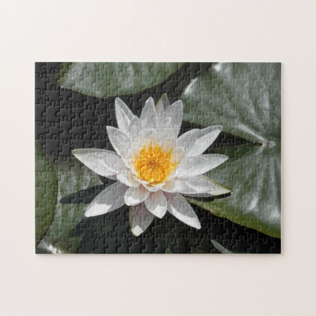 Vatten Lily Lotus Flower Benice Bild Photo Pussel (Horisontell)